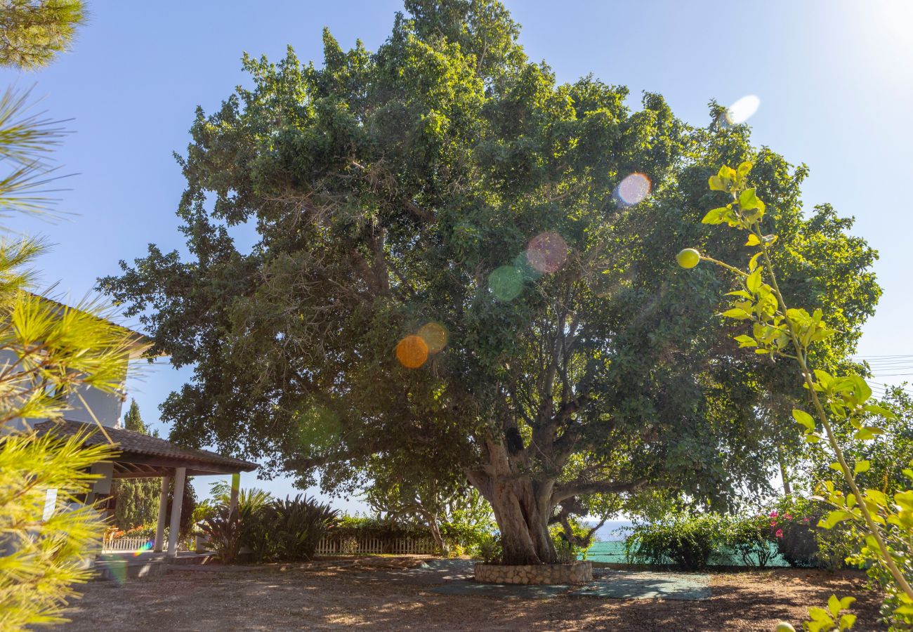 Villa in Ayia Napa - Ayia Napa Sycamore Seaview